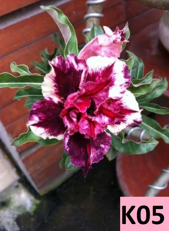 Adenium-obesum-K05-pustinjska-ruza-5-semenki_slika_O_90291077.jpg