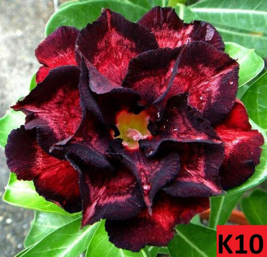 Adenium-obesum-K10-pustinjska-ruza-5-semenki_slika_O_100745695.jpg