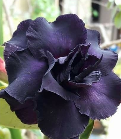 Adenium obesum (K01 - K10) - 5 seeds