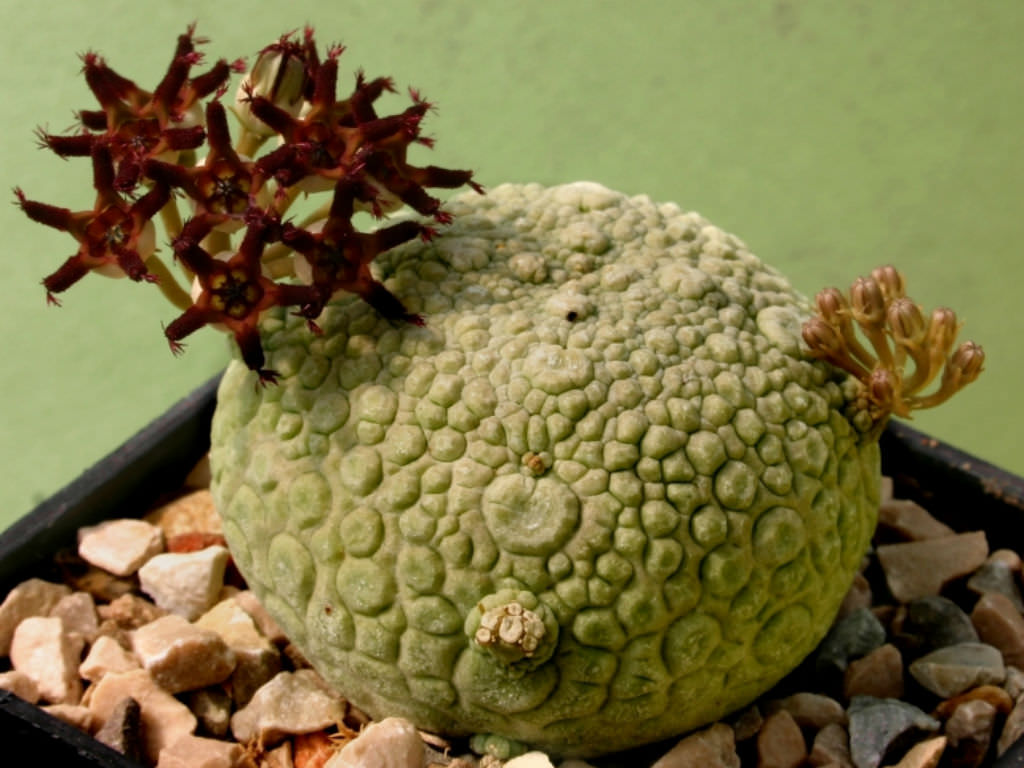 Pseudolithos-migiurtinus1.jpg