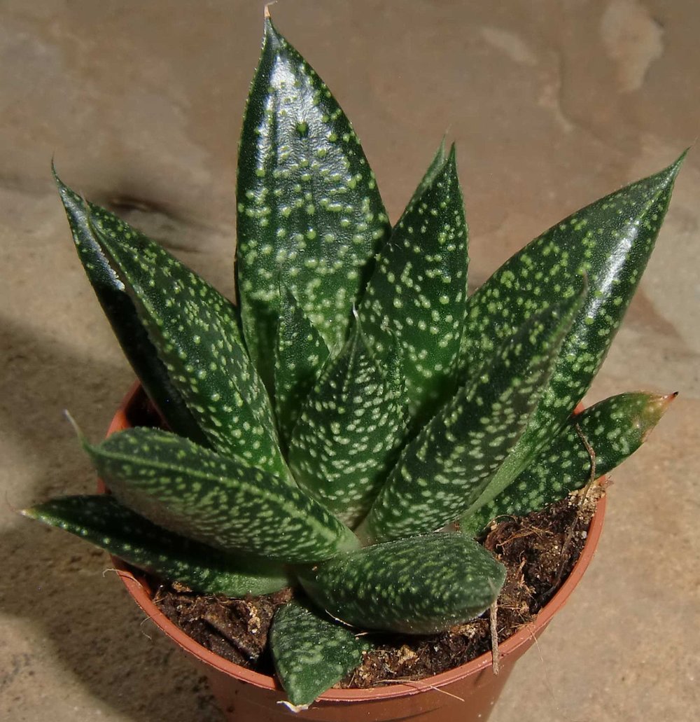 20 fresh seeds 2019 Set S9 Gasteria armstrongii hyb 'Sakiware' variegate 20 fresh seeds 2019 Set S9 Gasteria armstrongii hyb 'Sakiware' variegate