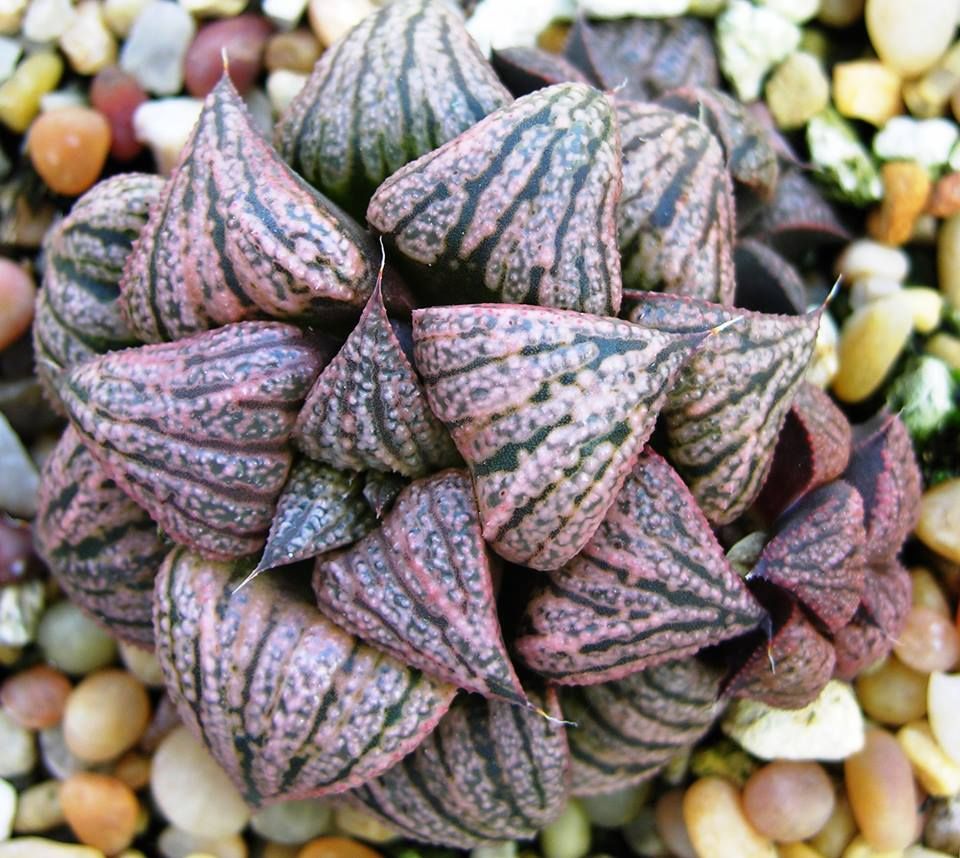 Haworthia picta 'Orion' 10 fresh seeds 2019 Succulent 