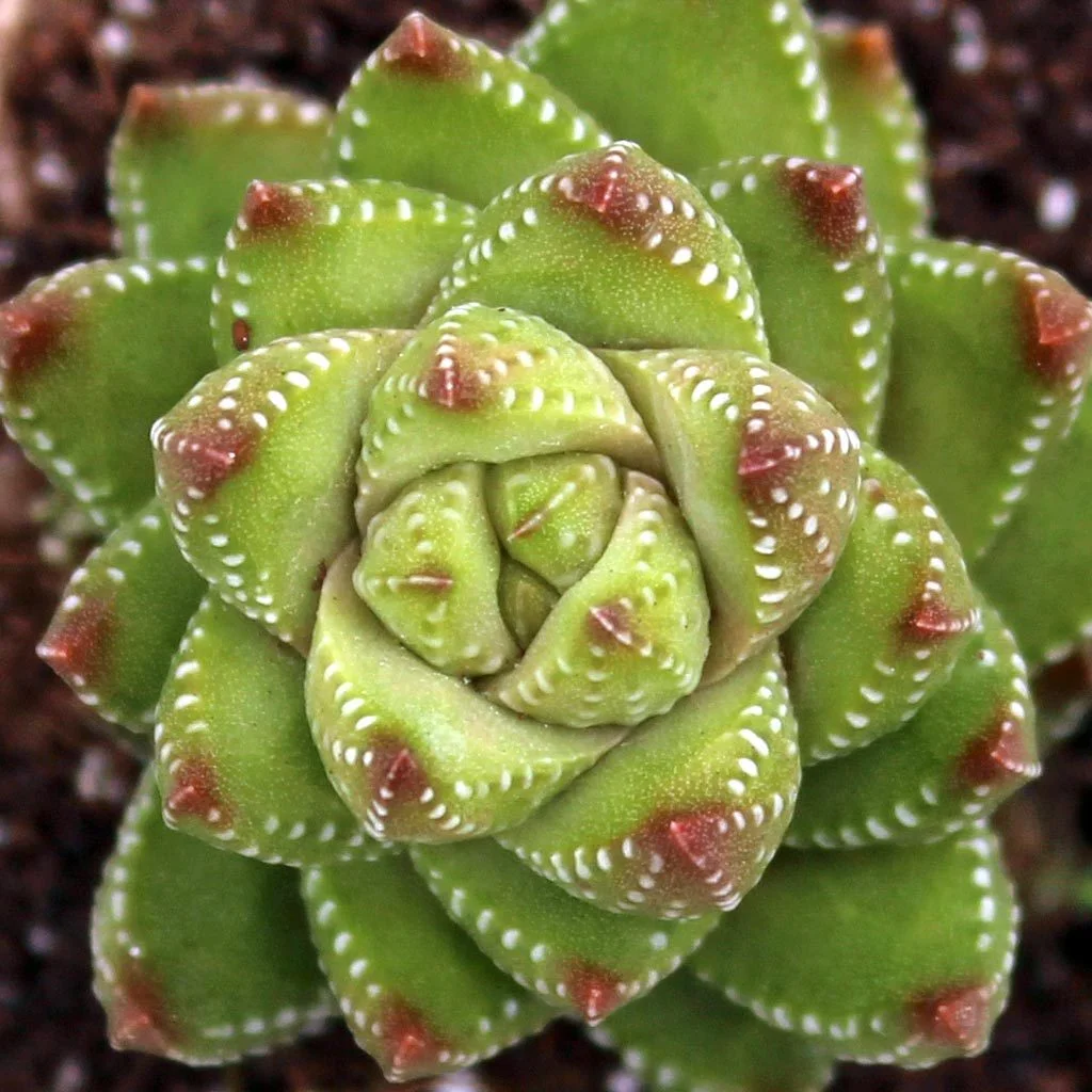 haworthia-coarctata-v-chalwinii__95297.1496355029.jpg