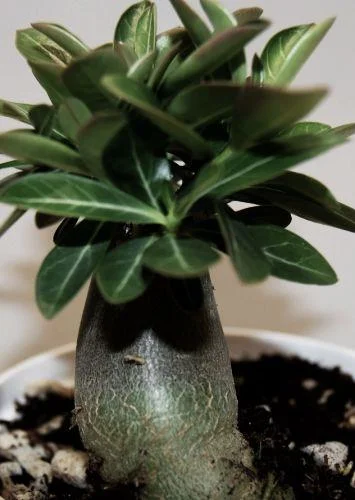 Adenium_arabicum_Black_Knight1_grande.jpg