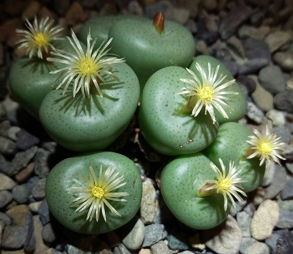 Conophytum truncatum - 10 seeds