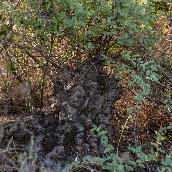 dioshemi-8572-2.jpg