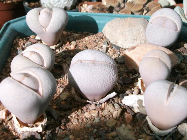 Golf Ball Plant - 20 seeds  rareplant