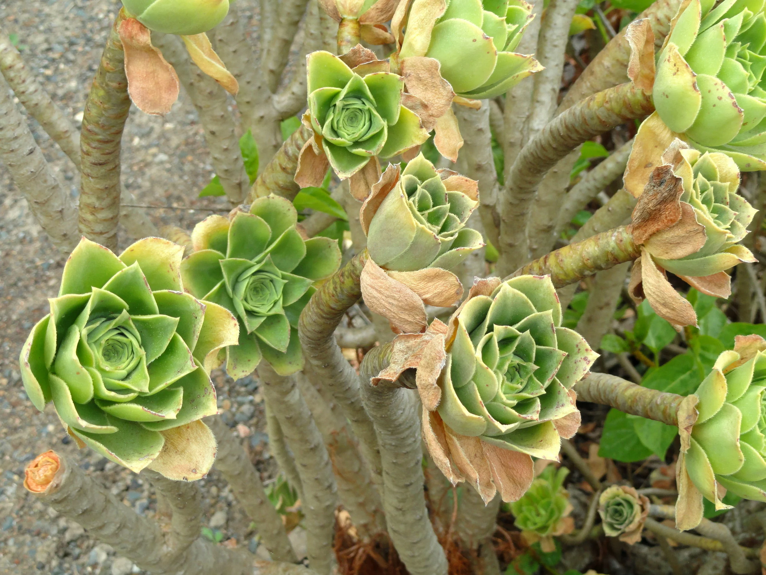 Aeonium_balsamiferum_-_University_of_California_Botanical_Garden_-_DSC08921.jpg