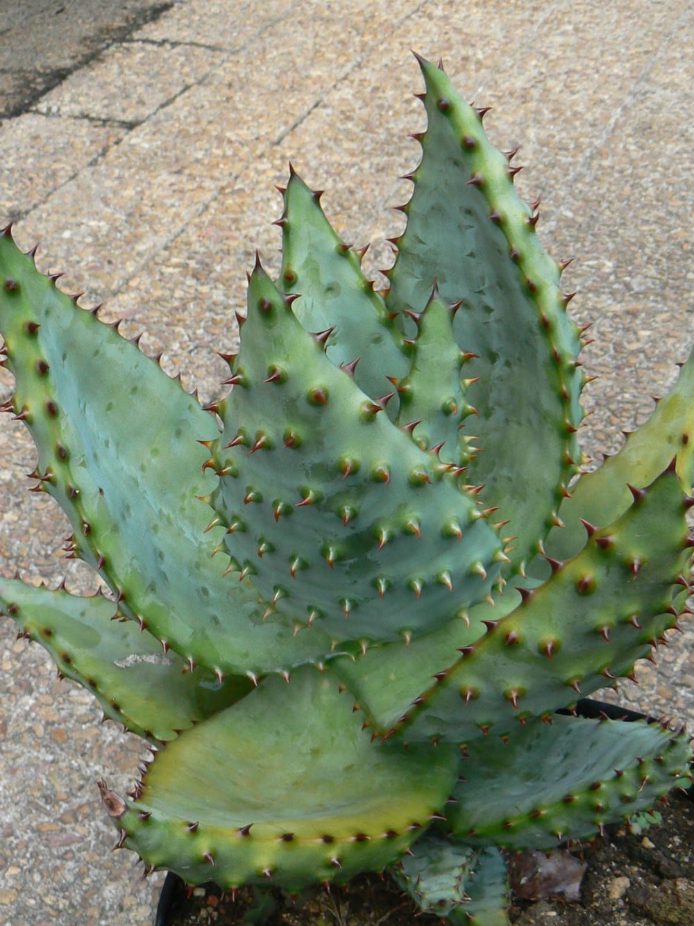 Mountain aloe - 5 seeds  rareplant