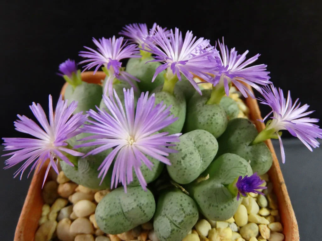 Conophytum-ficiforme-Button-Plants4.jpg