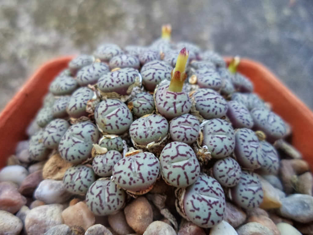 Conophytum-wittebergense3.jpg