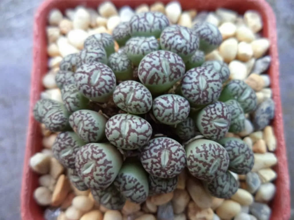 Conophytum wittebergense - 10 seeds