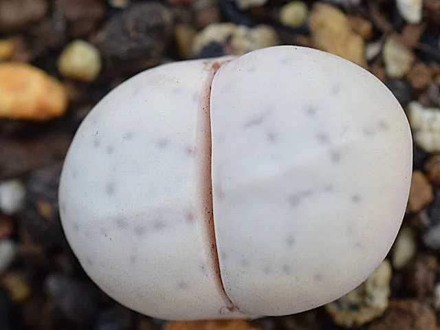 Lithops ruschiana C241 - 10 seeds