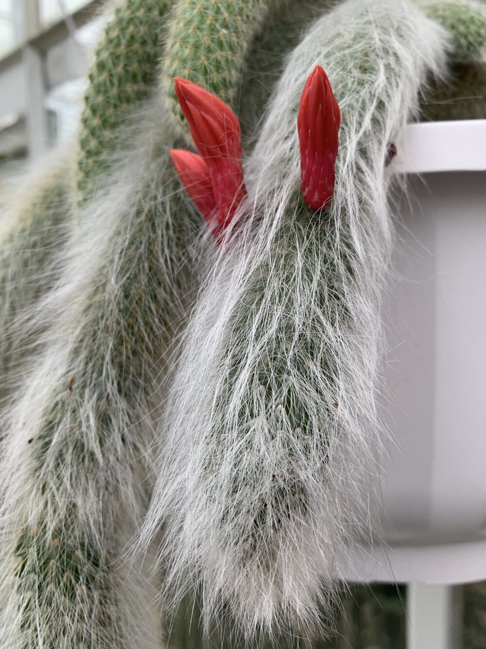 5 Seeds Monkey Tail Cactus Seeds Hildewintera colademononis 