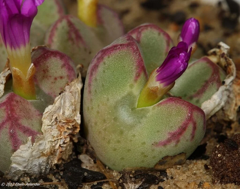 Conophytum bicarinatum - 10 seeds
