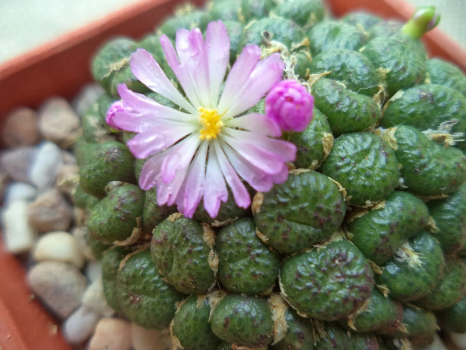 Conophytum fulleri - 10 seeds