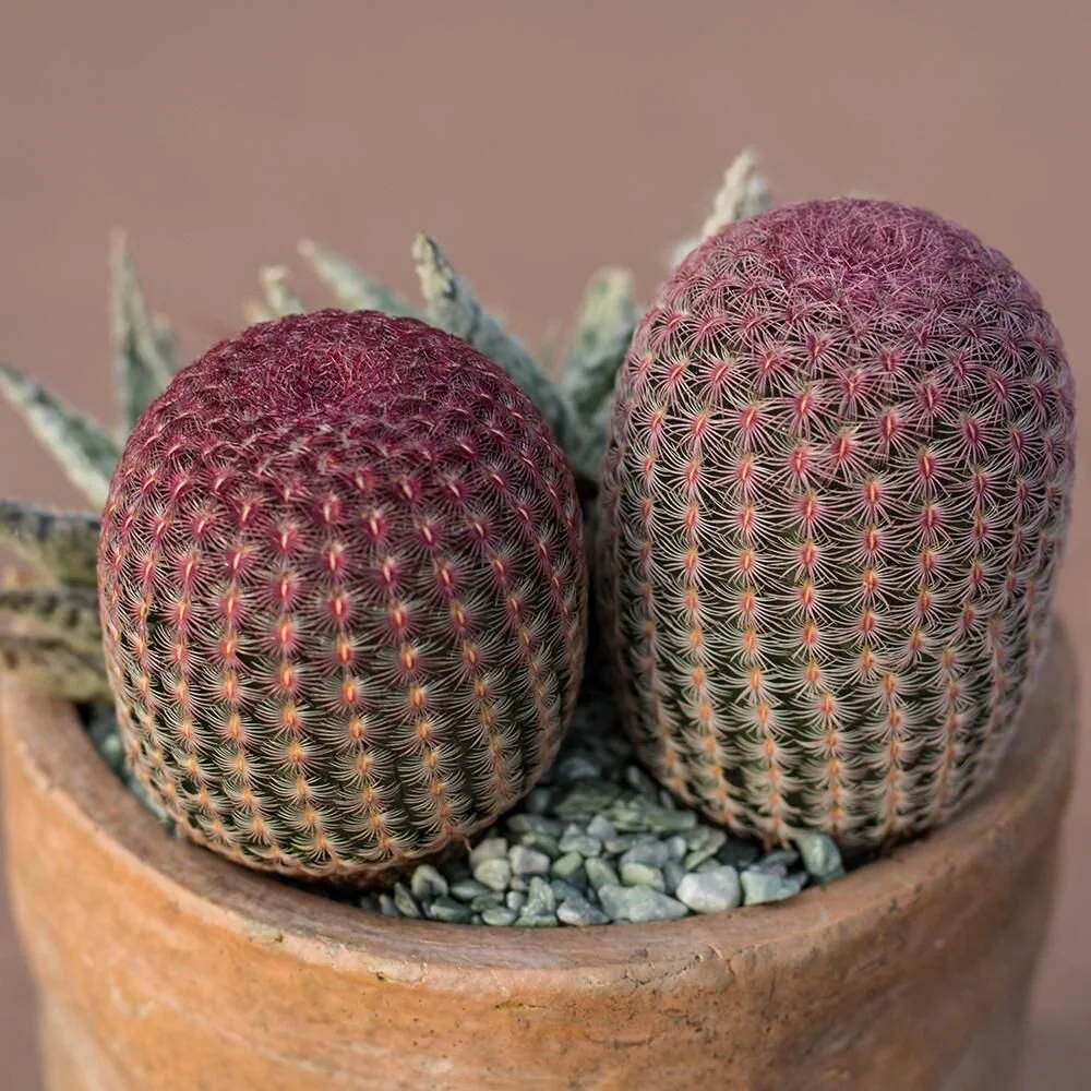 Echinocereus rigidissimus v rubrispinus albiflora - 10 seeds  rareplant