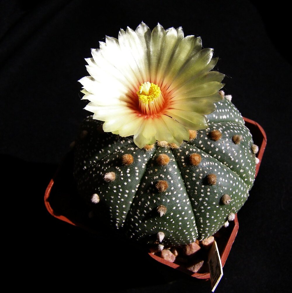 AS110 10 seeds of ASTROPHYTUM asterias nisiki
