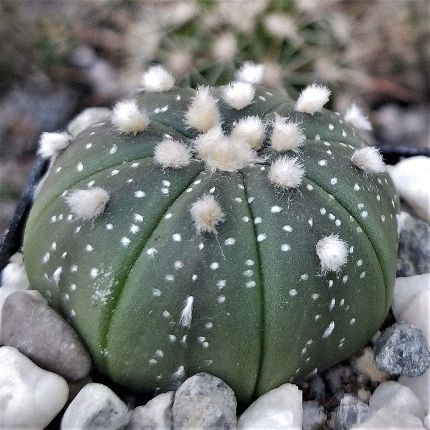 100 seeds Astrophytum asterias Seeds Mixed ariocapus Cactus succulent garden