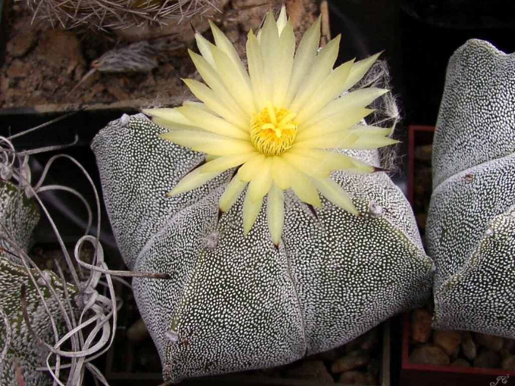 @ cactus cacti seed 30 SEEDS Astrophytum myriostigma cuadricostatum variegated 
