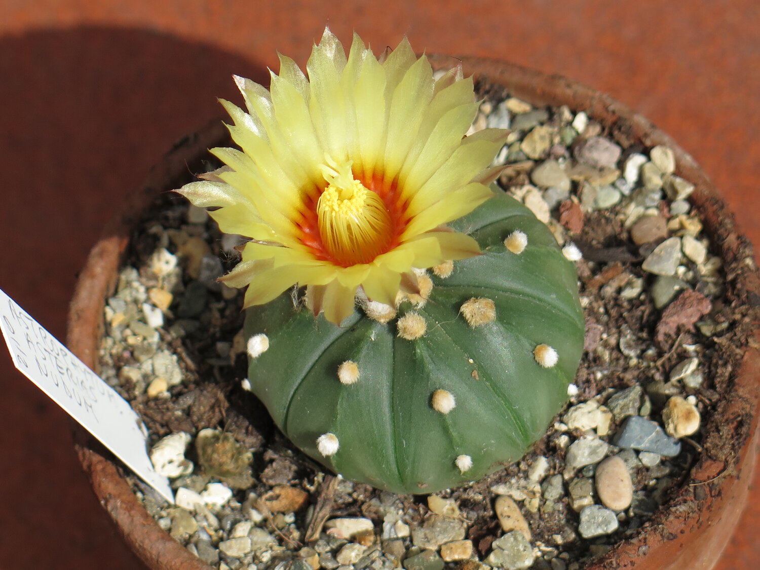 Real Fresh Astrophytum asterias NUDUM variegate rare japan cactus 10 SEED