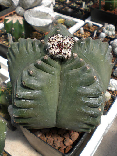 15 Fresh Seeds Variegated Astrophytum Kikko cactus 