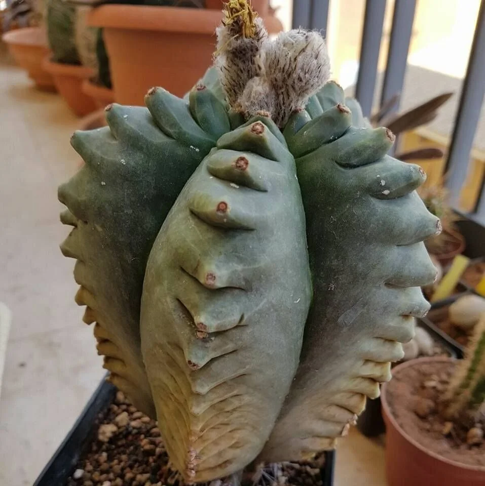 Graines Astrophytum Myriostigma KIKO Nudum - Cactus Rare Japonais, 50 Graines - Pour Collectionneurs Et Passionnés De Plantes Succulentes