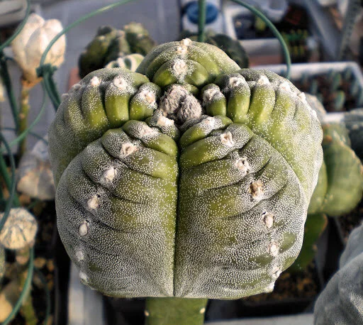 Astrophytum myriostigma cv. Kikko - 5 seeds