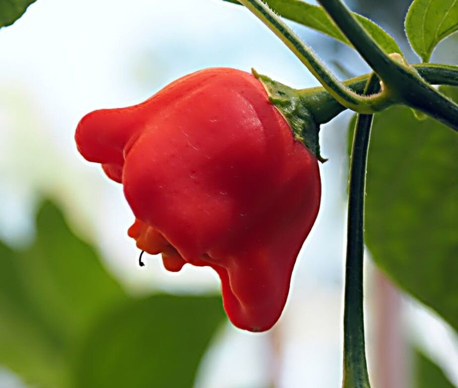 20 Bell Chilli Pepper/Bishop's Crown Seeds Organic Grown in Qld Mild Decorative