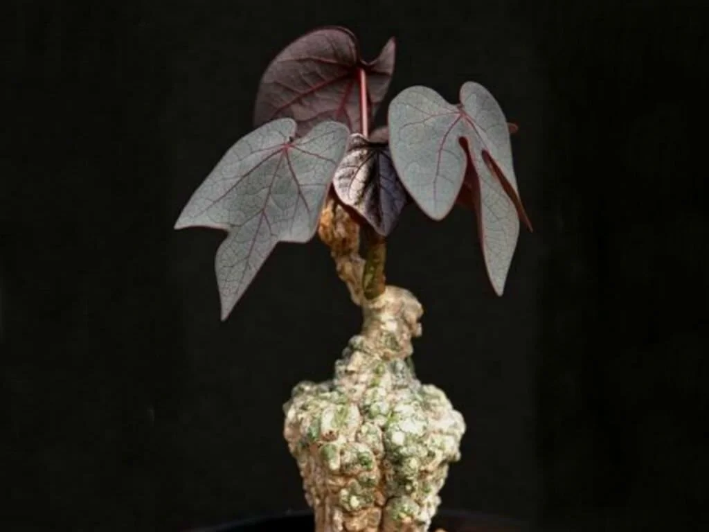 Purple vine of evil - 5 seeds