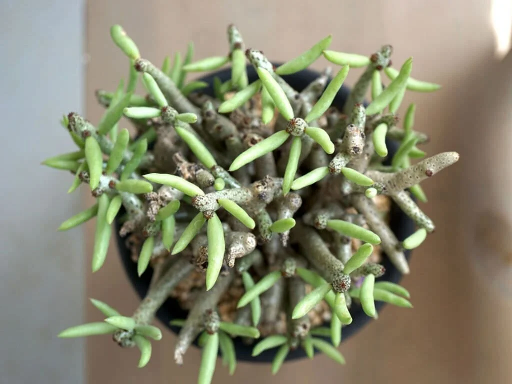 Tylecodon buchholzianus - 20 seeds