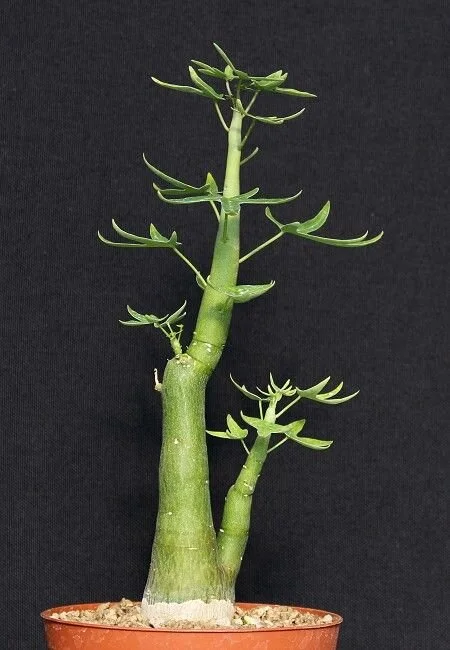 Adenia venenata - 5 seeds