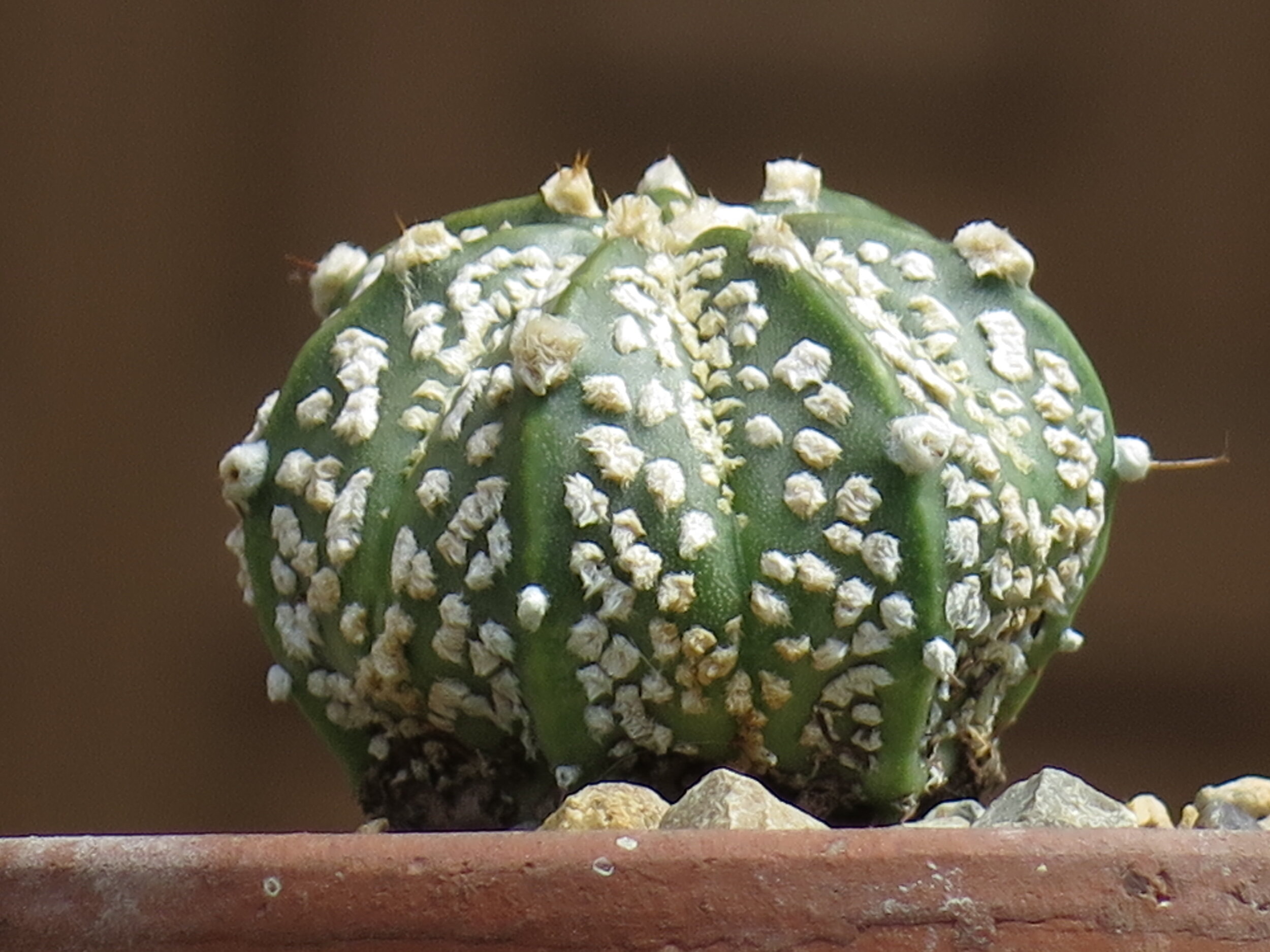 Astrophytum asterias cv 'Superkabuto' 500 seeds 