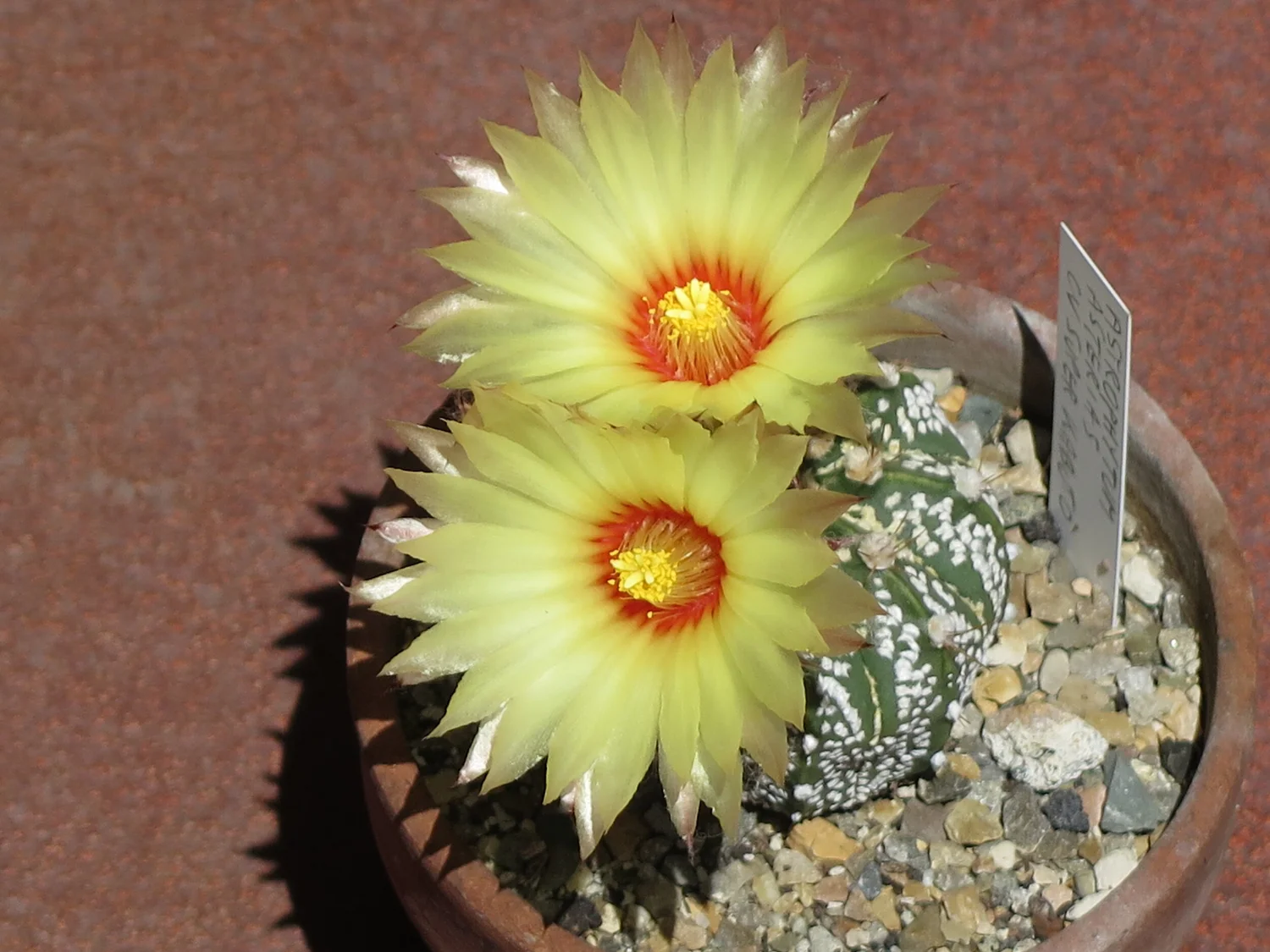 Astrophytum asterias cv. Superkabuto - 10 seeds  rareplant