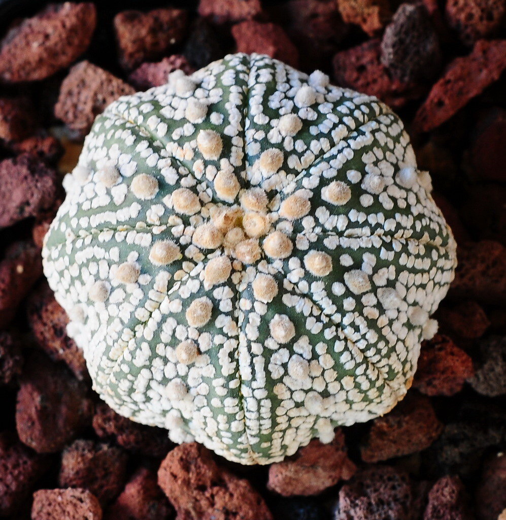 Astrophytum asterias cv 'Superkabuto'  SUPERpattern 100 seeds 