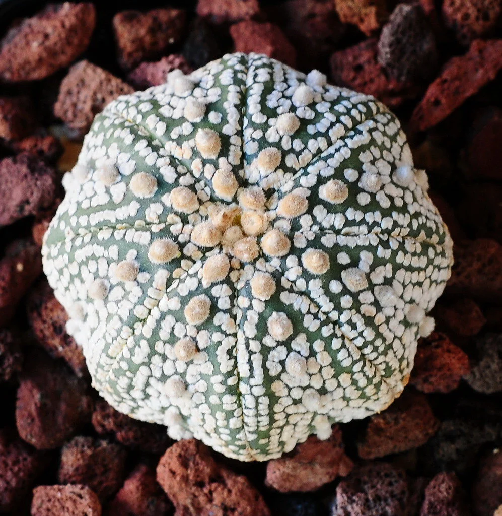 Astrophytum asterias cv. Superkabuto - 10 seeds  rareplant