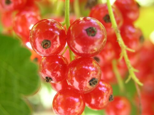 Ribes spicatum Graines Semillas 5+ seeds Red Downy Currant