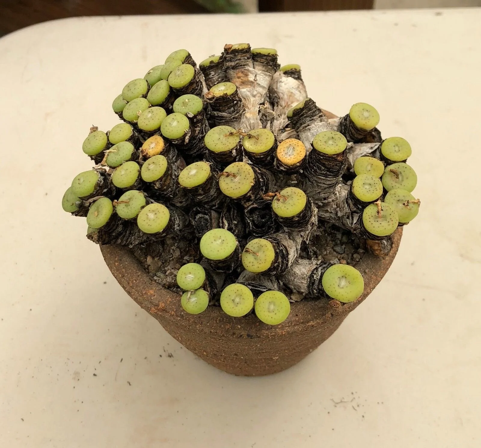 Conophytum jucundum ssp fragile - 10 seeds