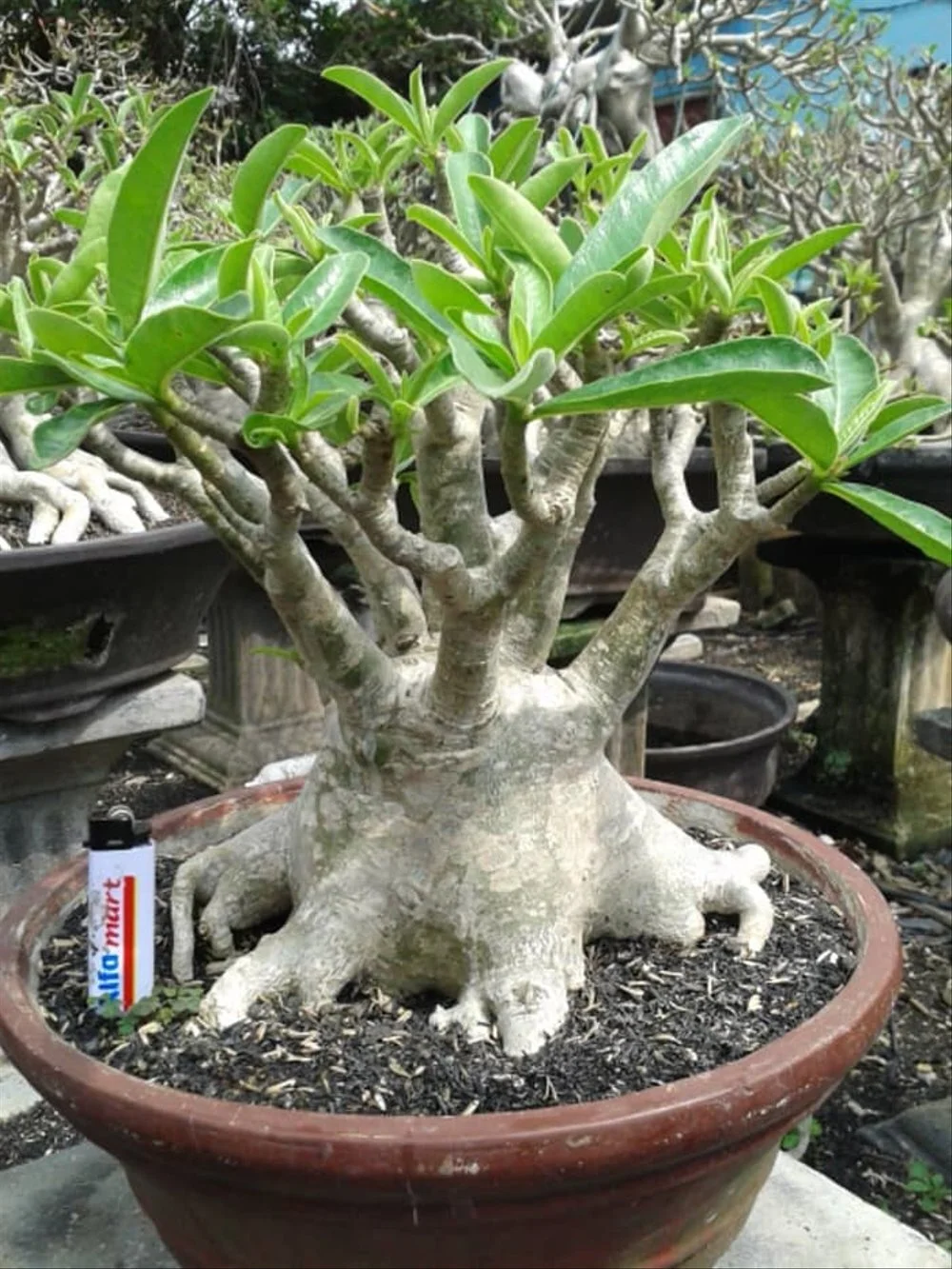 Adenium Arabicum Yak Lop Buri - 5 seeds