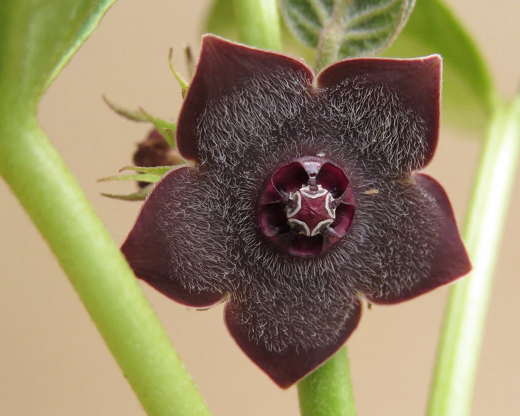 Matelea cyclophylla - 5 seeds