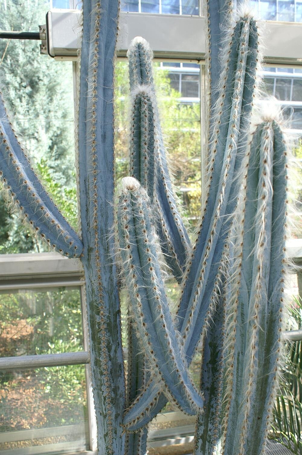 Pilosocereus fulvilanatus @ cacti cactus seed 20 SEEDS 