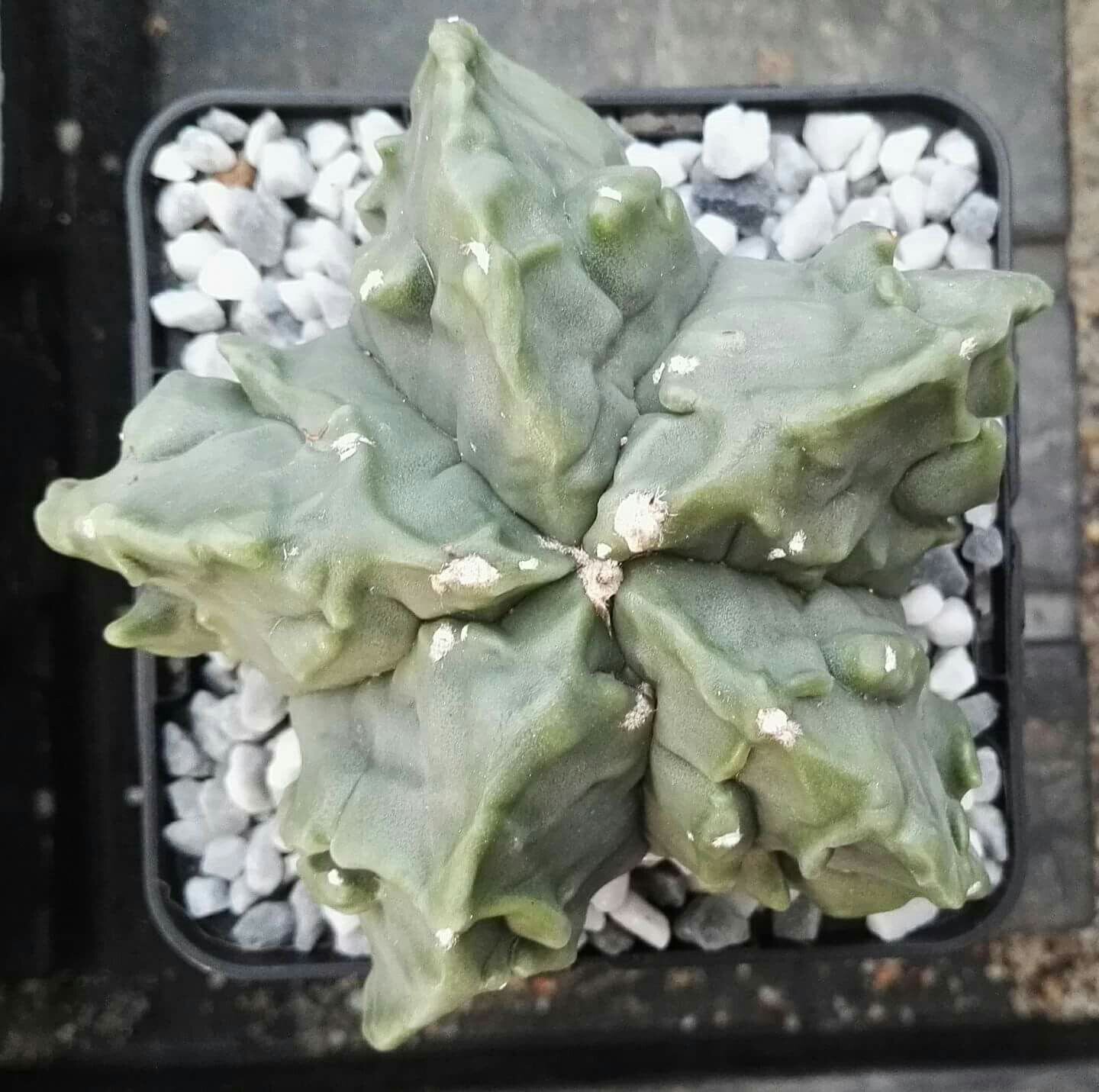 Astrophytum myriostigma cv. Fukuryu - 5 seeds
