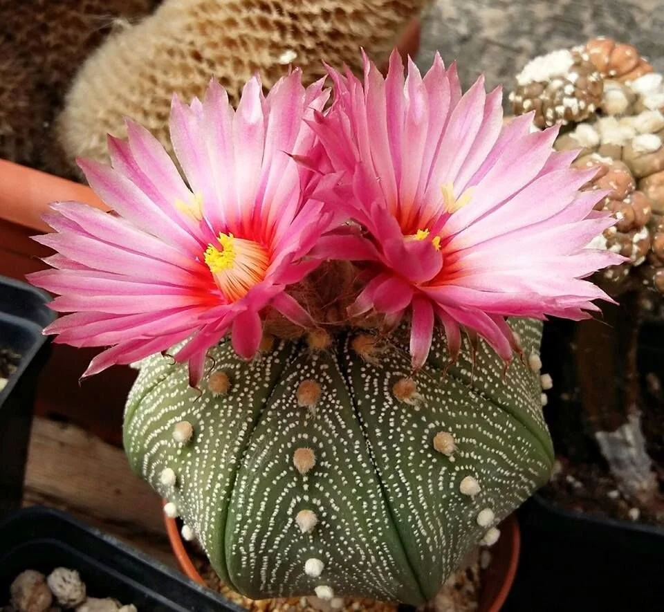 Astrophytum asterias cv. Akabana - 5 seeds