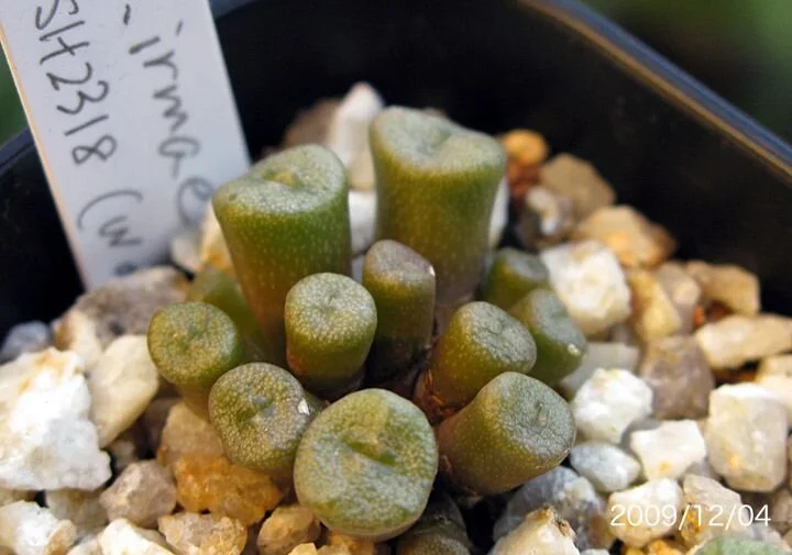 Conophytum irmae - 10 seeds
