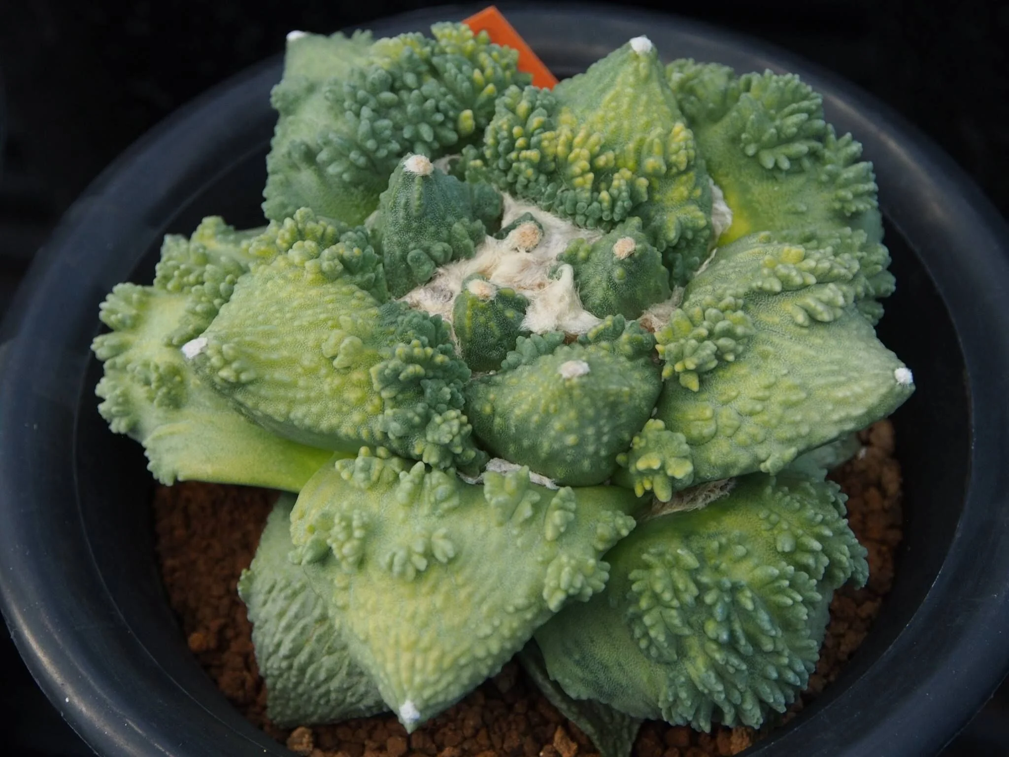 Ariocarpus hybrids mix - 10 seeds