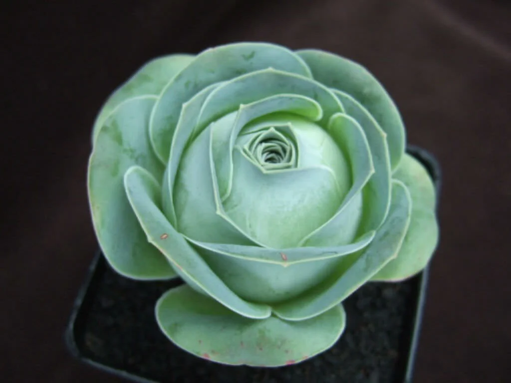 Greenovia diplocycla - 20 seeds  rareplant