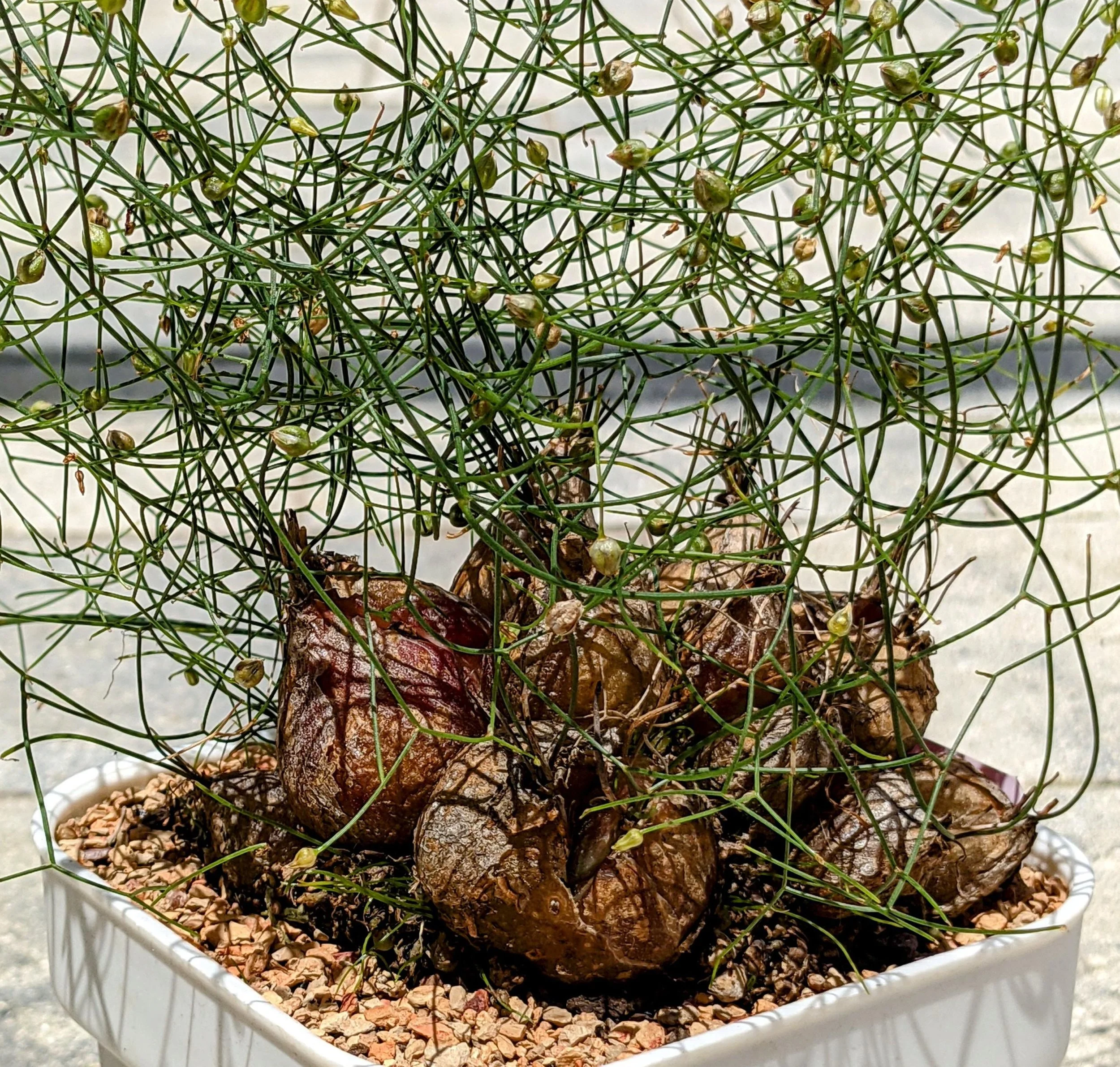 Drimia intricata - 10 seeds