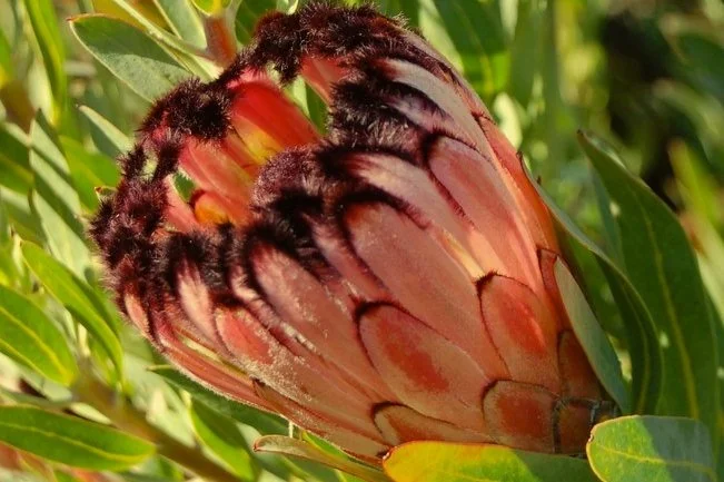 Laurel protea - 5 seeds  rareplant