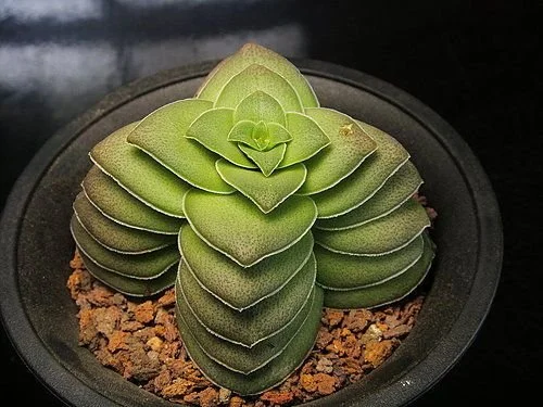 Crassula hemisphaerica - 20 seeds