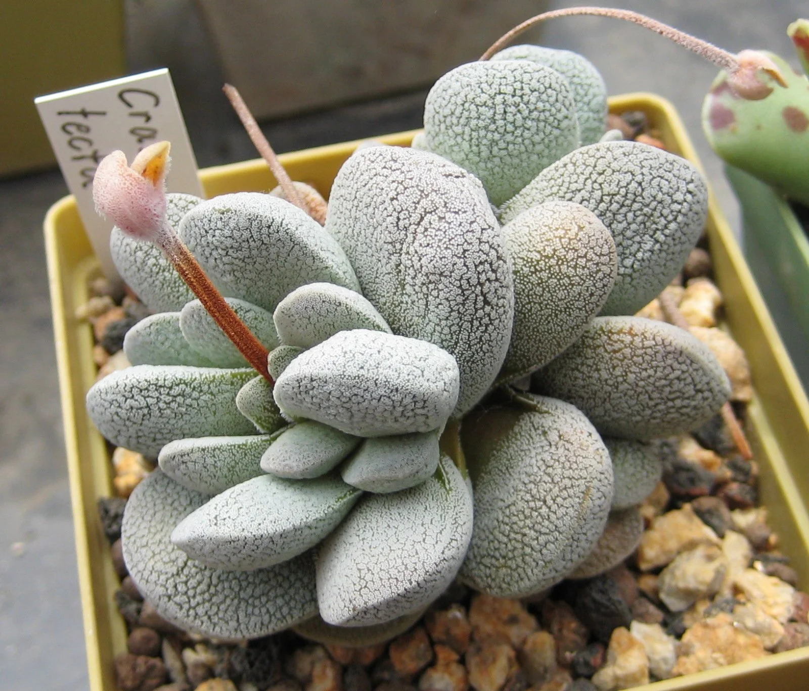 Crassula tecta - 20 seeds